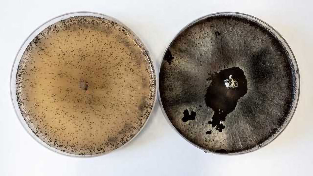 Insights into the Molecular Workings of Fungi