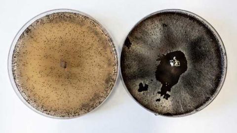 Insights into the Molecular Workings of Fungi