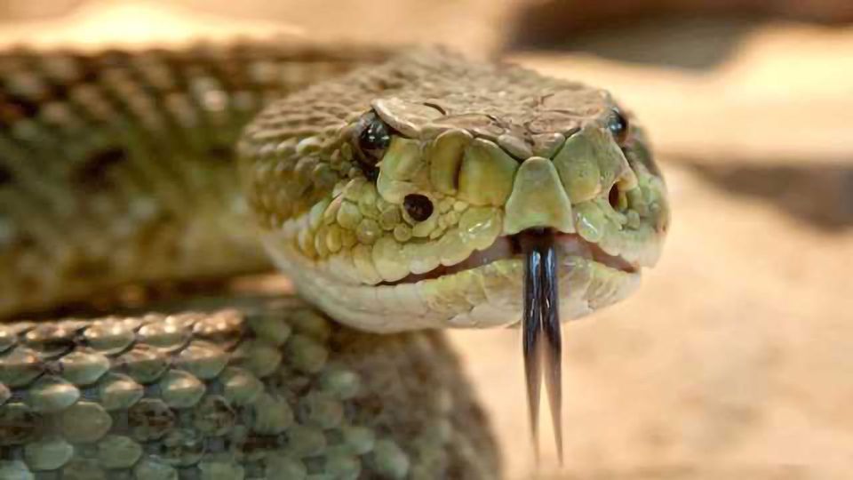 In Pursuit of a Universal Antivenom content piece image