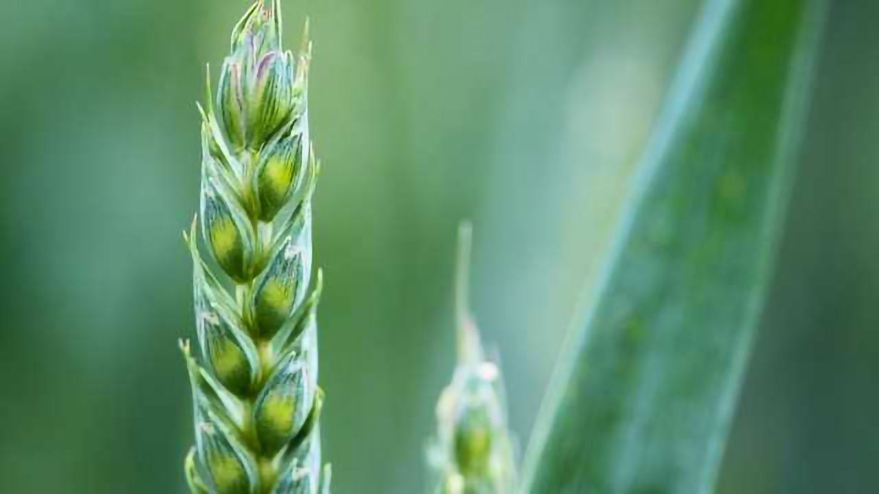 Nitrogen Fixation Engineering in Cereal Crops Moves a Step Closer