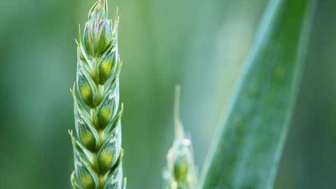 Nitrogen Fixation Engineering in Cereal Crops Moves a Step Closer