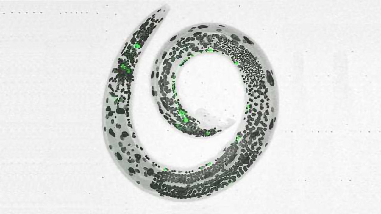 Stress Wracks Worm Nerves, Leaving Lasting Memories