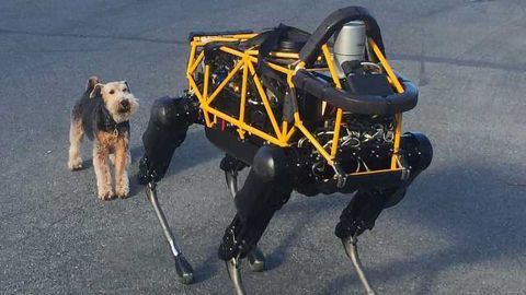 Animal-Friendly Robots Now!
