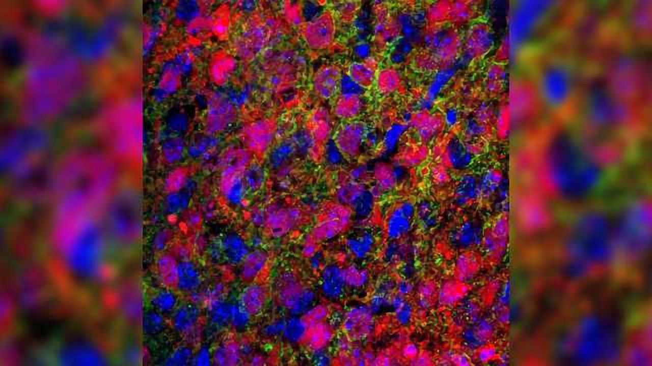 Neurons that 'Jumpstart' Breathing at Birth Identified