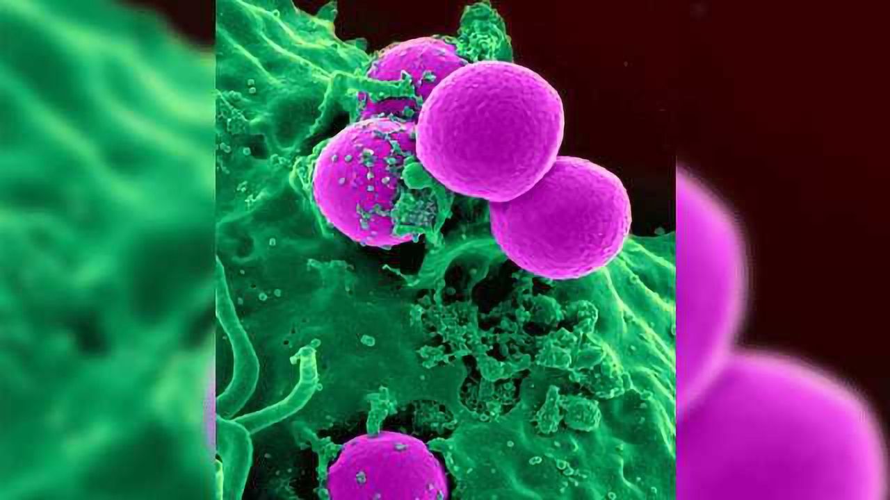 Number of Stem Cells Actively Making White Blood Cells Quantified in Humans