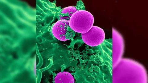 Number of Stem Cells Actively Making White Blood Cells Quantified in Humans