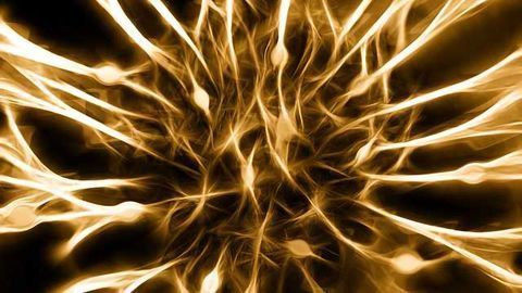 Brain's Immune Cells to Blame for Obesity-associated Cognitive Decline