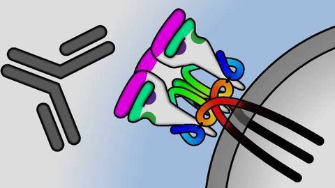 Special Antibodies Raise Hope of HIV Vaccine