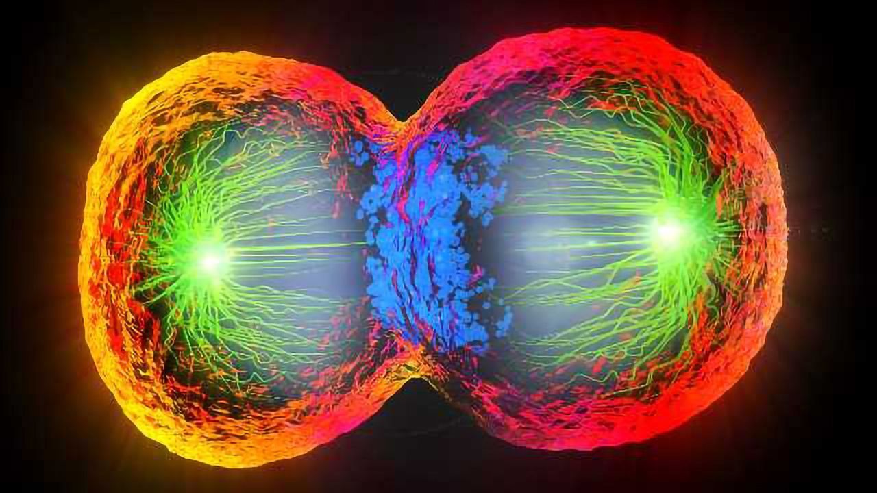 A Dynamic Protein Atlas of Human Cell Division