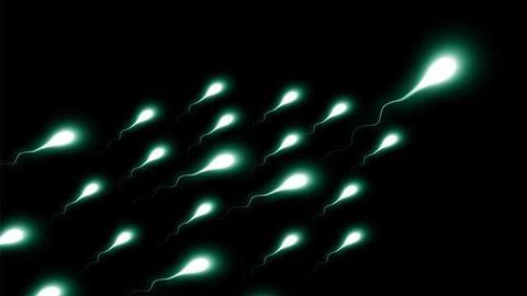 Device to Corral Viable Sperm May Speed IVF Process