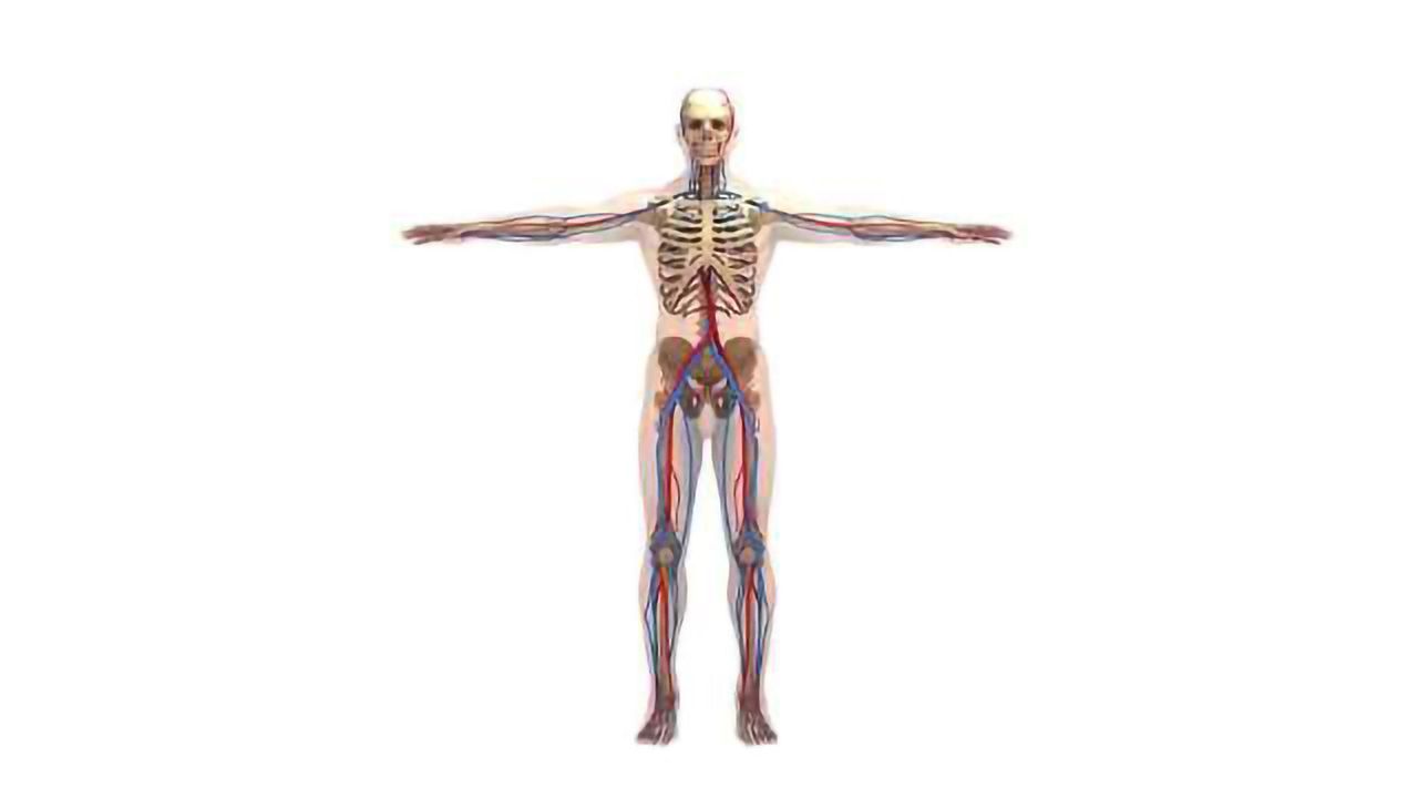 Fasting Molecule Delays Vascular Aging