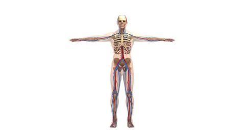 Fasting Molecule Delays Vascular Aging
