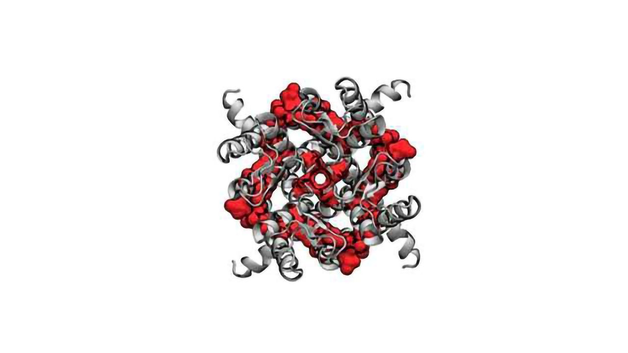 Computer Model Reveals Cholesterol's Impact on the Heart