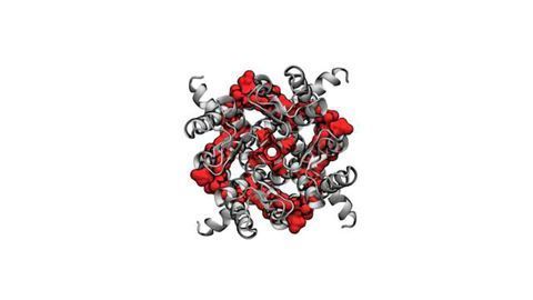 Computer Model Reveals Cholesterol's Impact on the Heart
