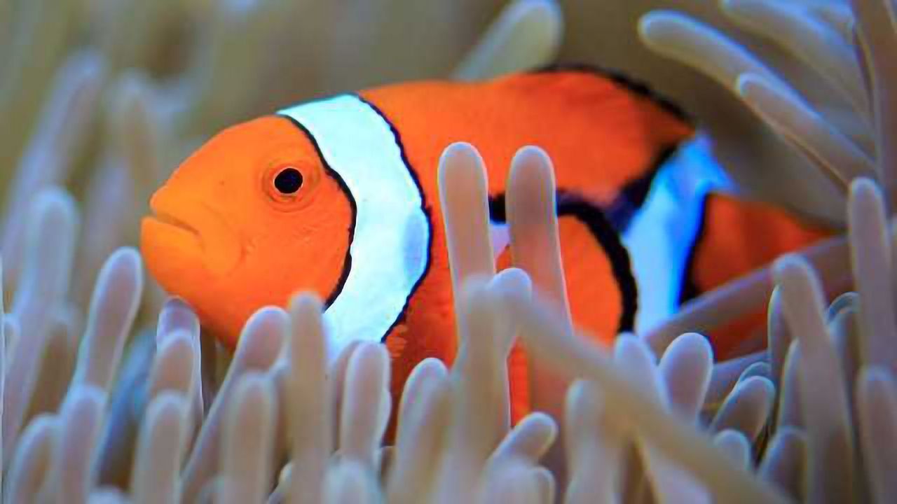 Finding Nemo’s Genes