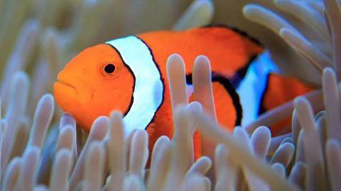 Finding Nemo’s Genes