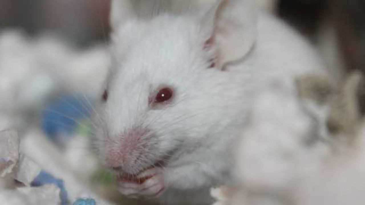 RNA Silencing Protein Blocked in Liver to Prevent Obesity and Diabetes in Mice