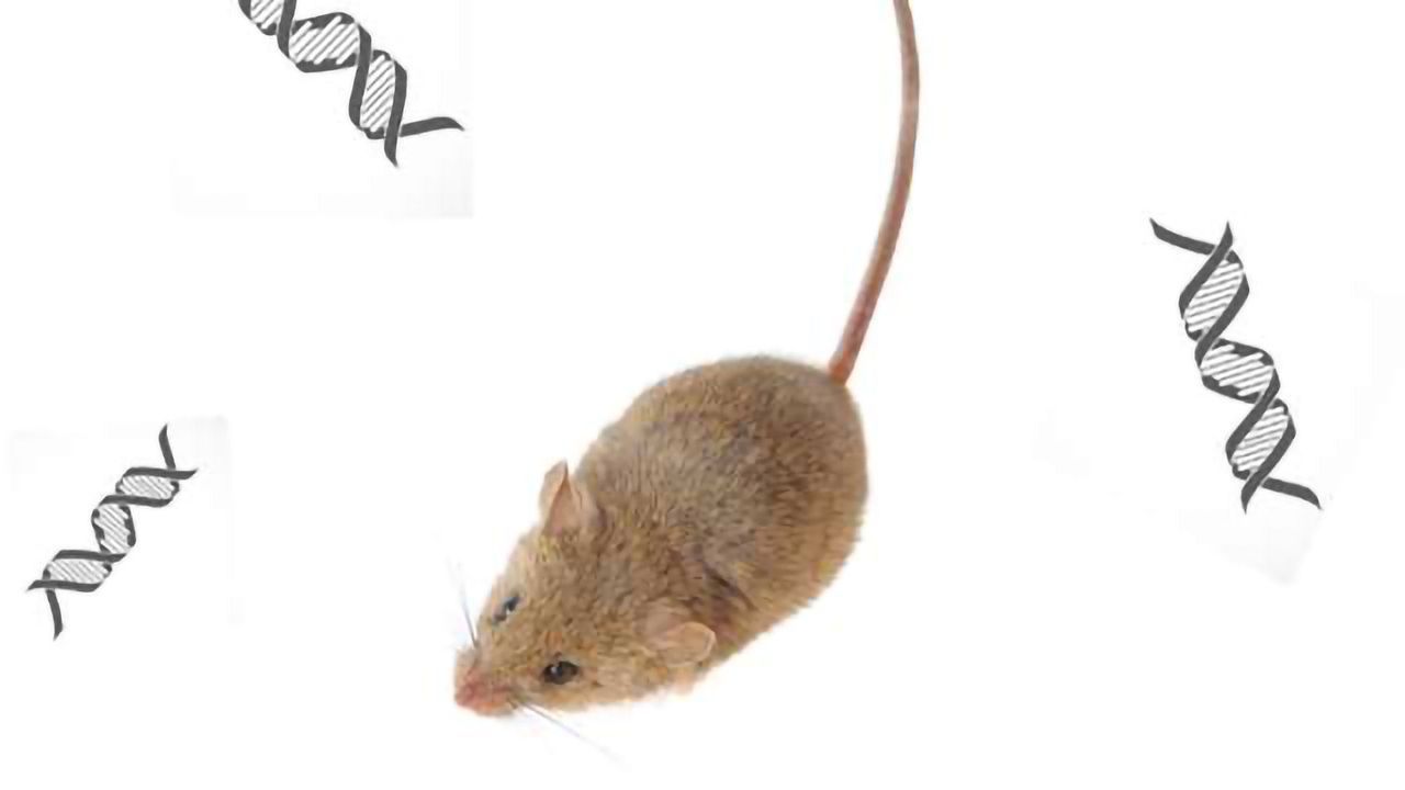 Investigating the Birth of a Gene