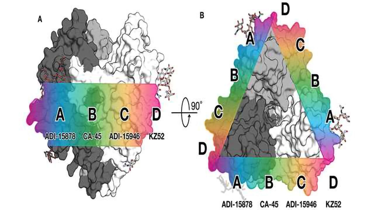 Weak Spot in Ebola Machinery a Promising Target for Universal Therapy