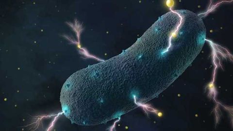 Gut Bacteria’s Shocking Secret