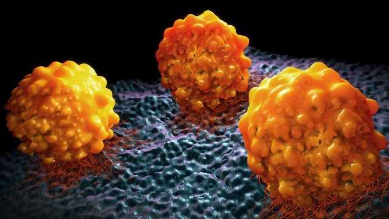 Altered Signaling Pathway in Cancer Controls Normal Kidney Development