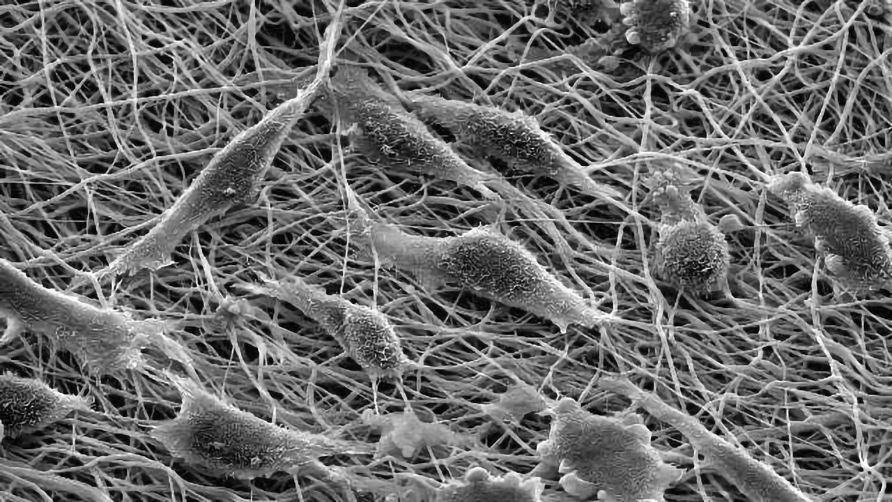 Genetic Pathway Disruption Rejuvenates Cells