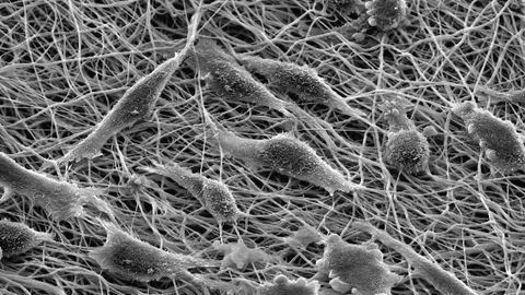Genetic Pathway Disruption Rejuvenates Cells