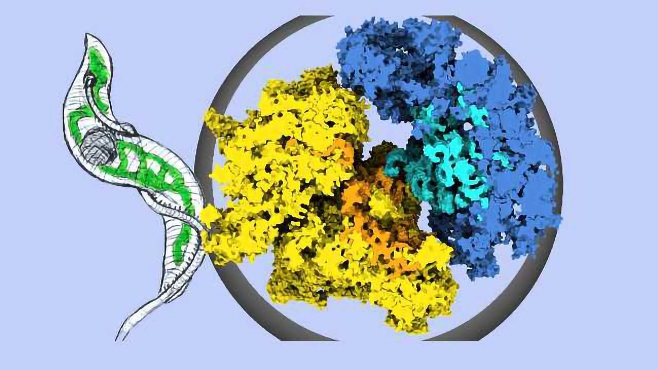 Sleeping Sickness Parasite Protein is Unraveled