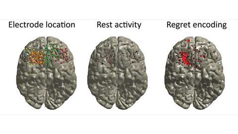 Neuroscience Reveals the Gambler's Curse! -Regret