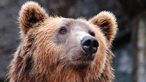 Bear Saliva Used to Rapidly Test for Antibiotics
