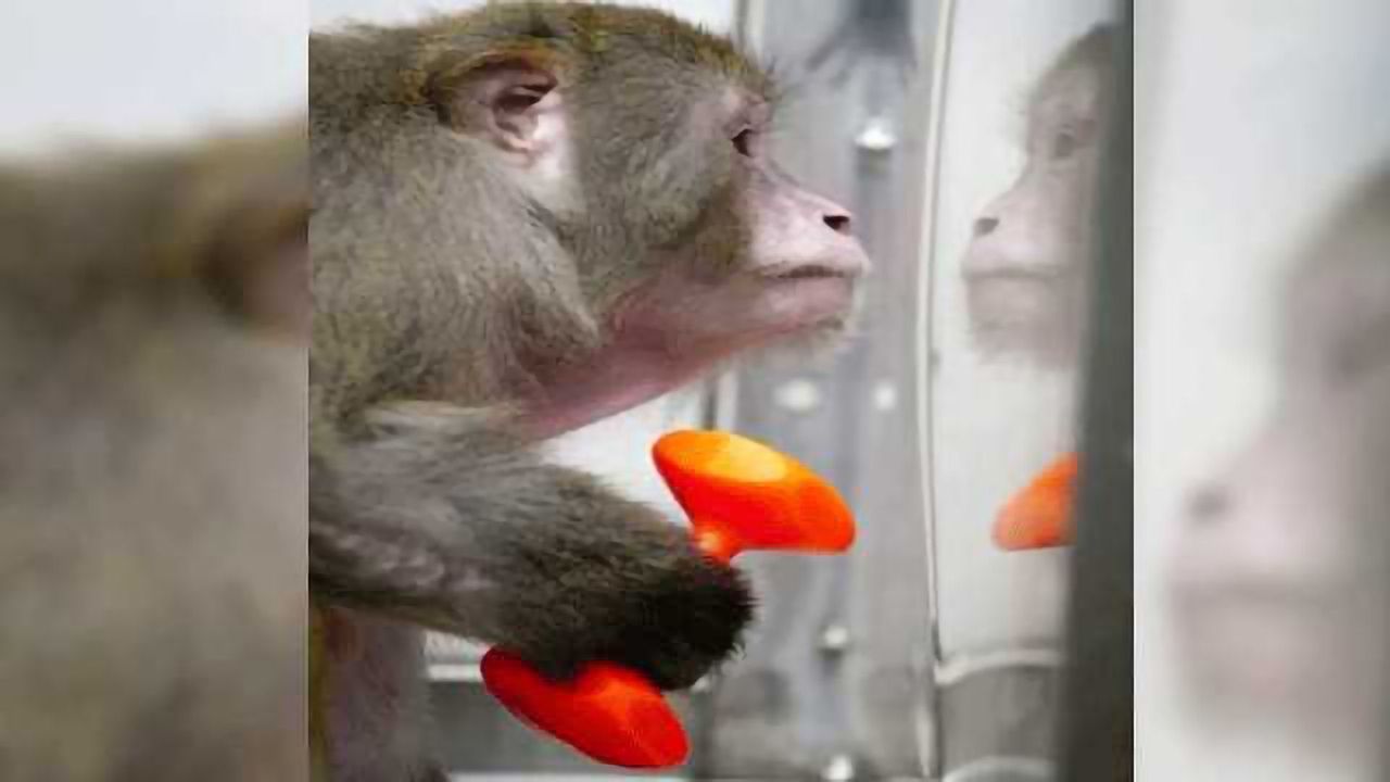 Nonhuman Primates Have a Starring Role in the Stem Cell Story