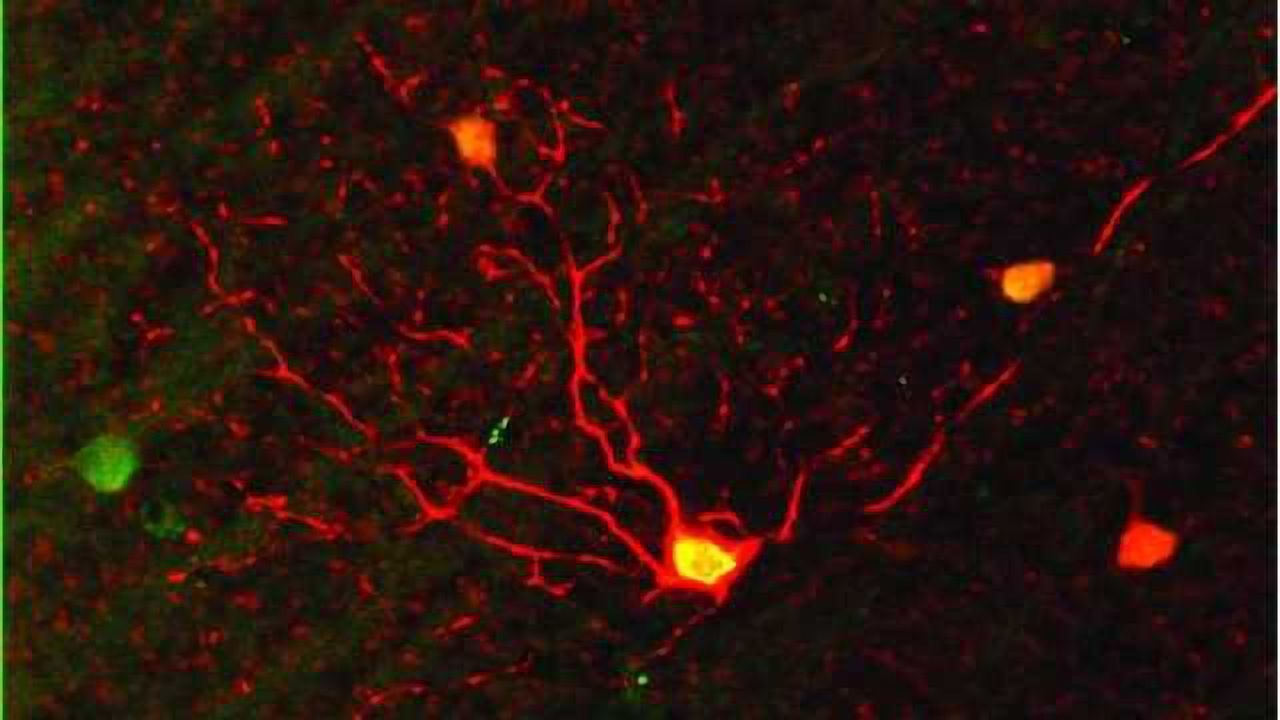 Retinal Cells Can Switch to Night Vision Mode