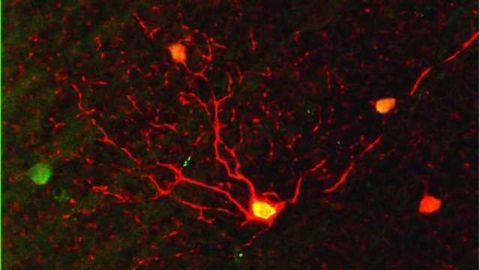 Retinal Cells Can Switch to Night Vision Mode