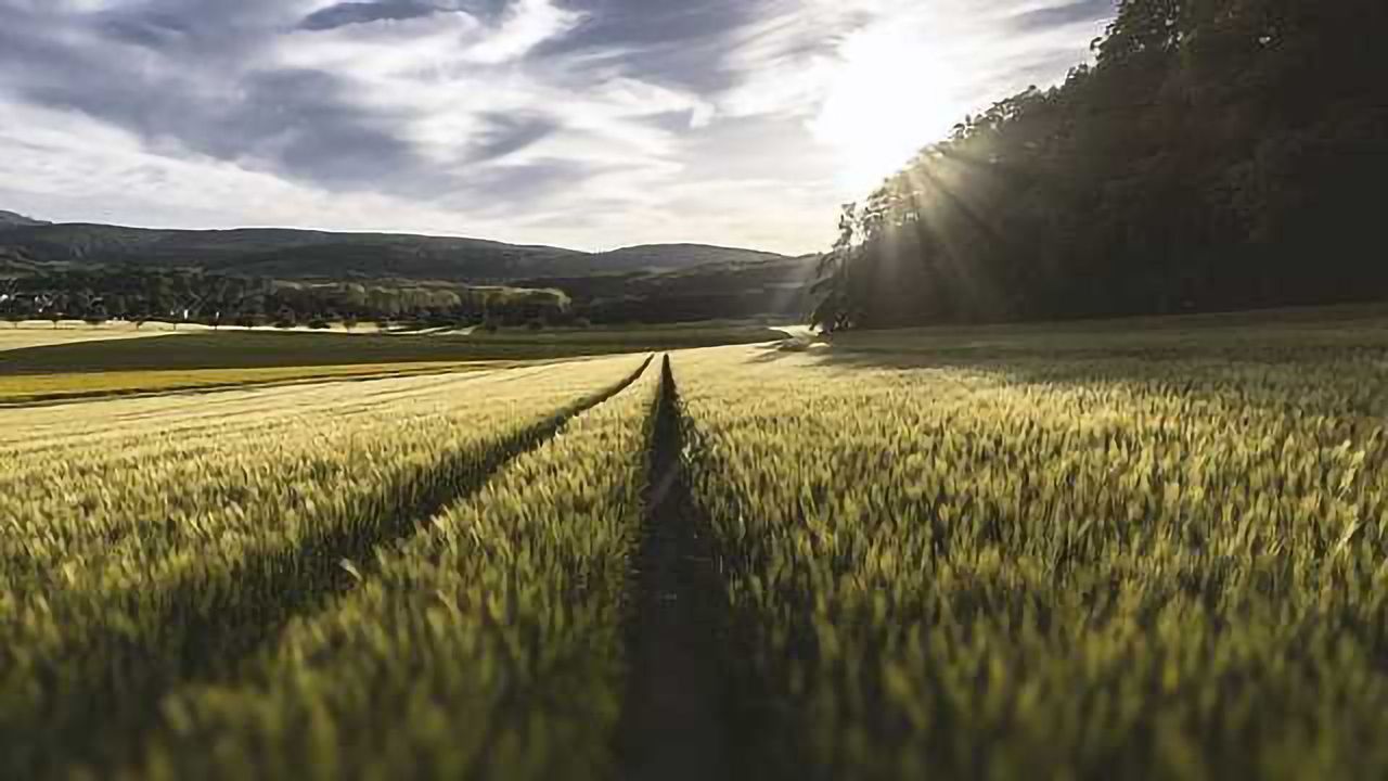 Call for Clarity After EU Ruling on Gene-Edited Crops