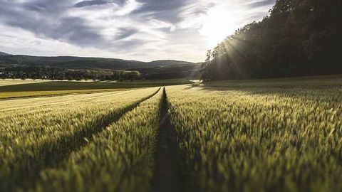 Call for Clarity After EU Ruling on Gene-Edited Crops