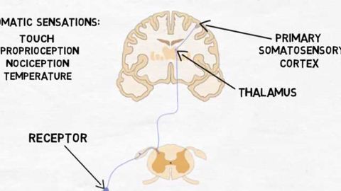 2-Minute Neuroscience: Primary Somatosensory Cortex