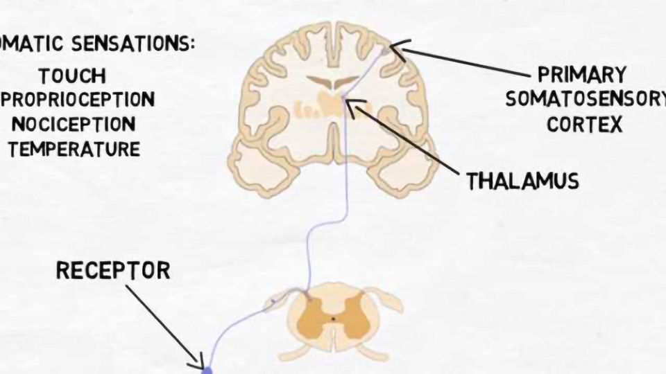 2-Minute Neuroscience: Primary Somatosensory Cortex content piece image