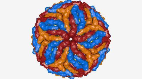 Zika Birth Defect Severity Linked to Genetic Variation