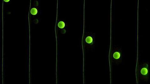 Surf's Up for Microbes and Cells