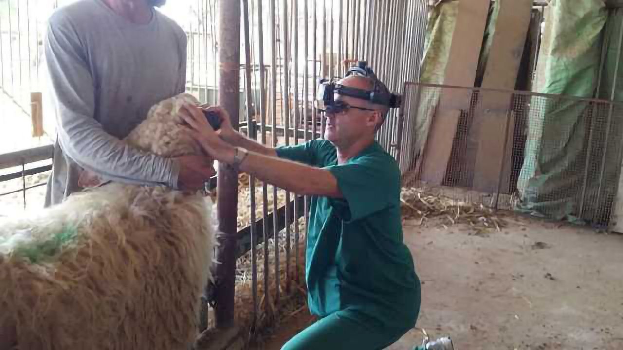 Day Blind Sheep Cured by Gene Therapy