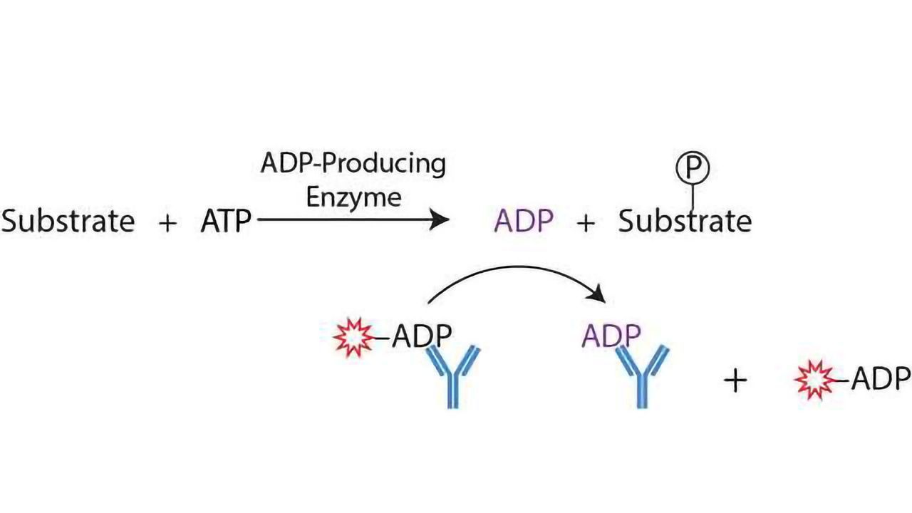Transcreener ADP² Kinase Assay