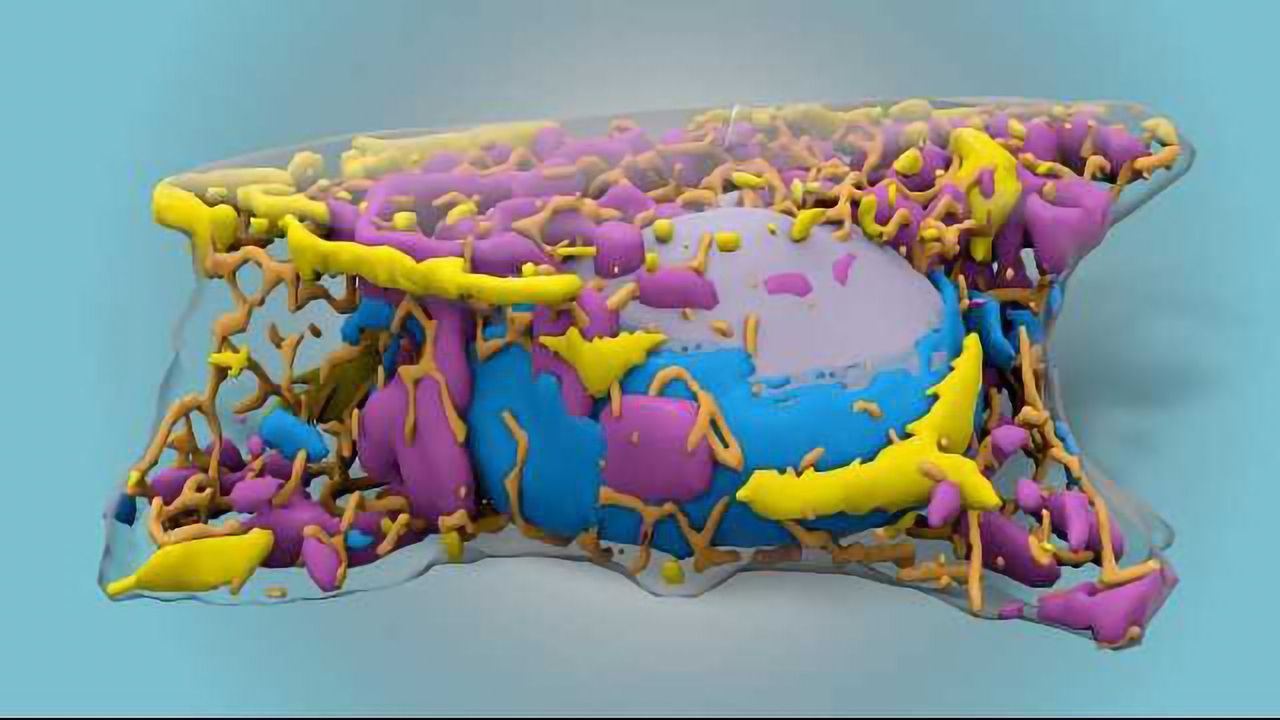Machine Learning Technique Predicts Human Cells' Organization