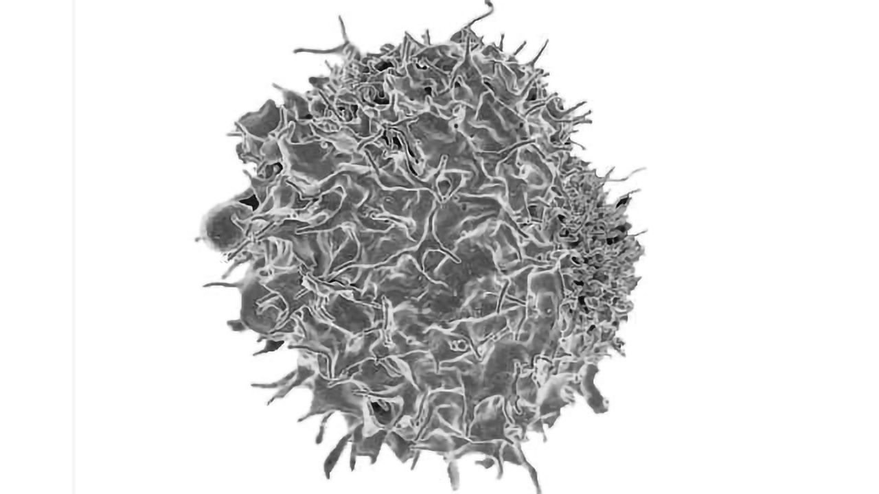 T Cell Study Uncovers New Hurdle for Developing Immunotherapies