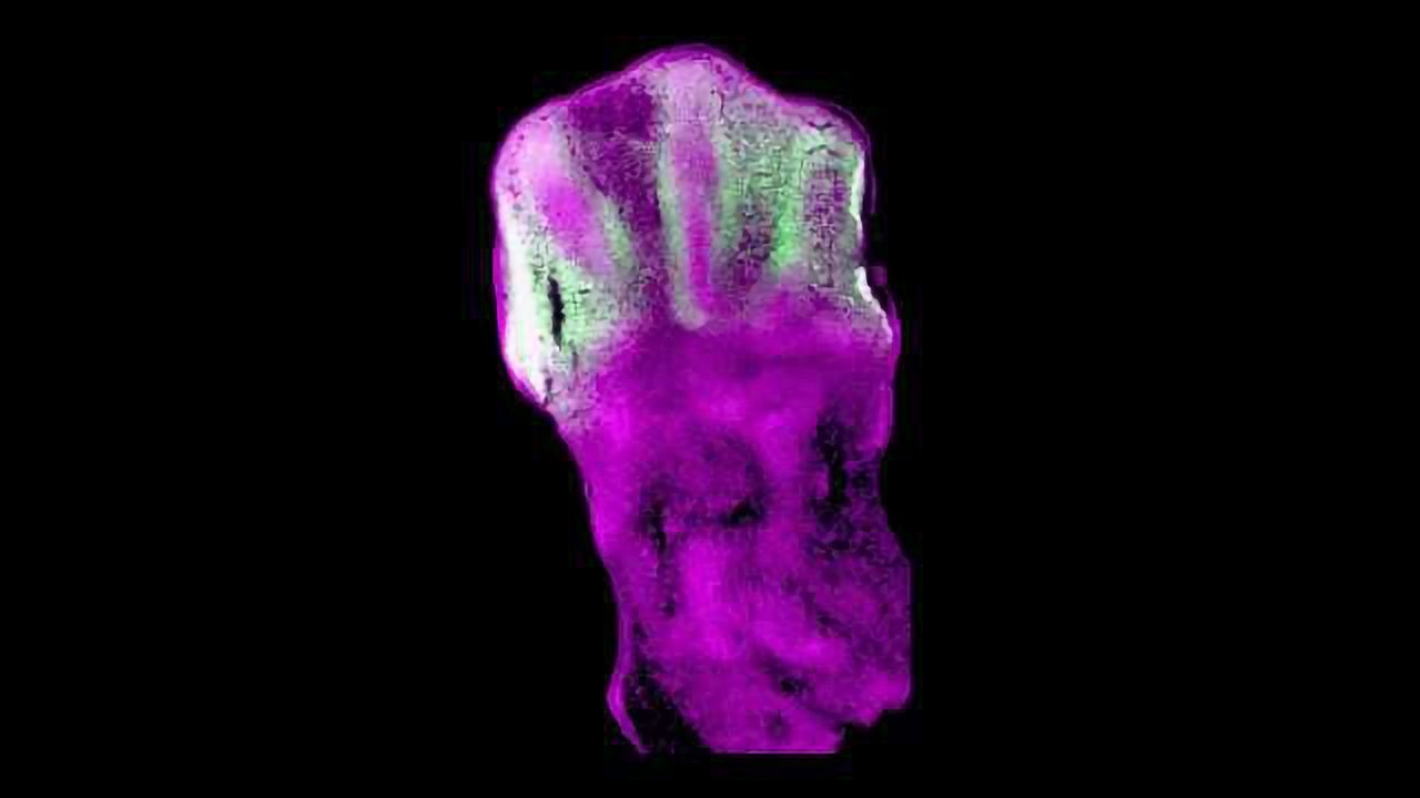 The Gene Code of Growing Limbs