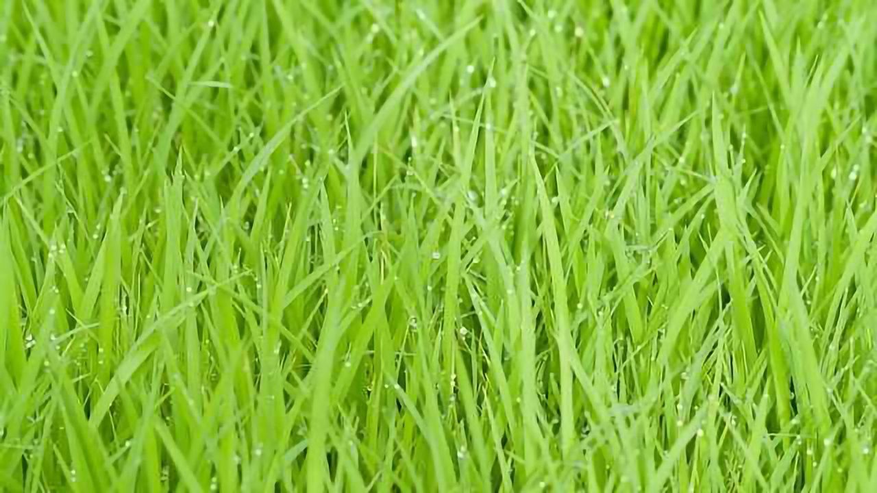 Problem of Glyphosate Resistance is Spreading