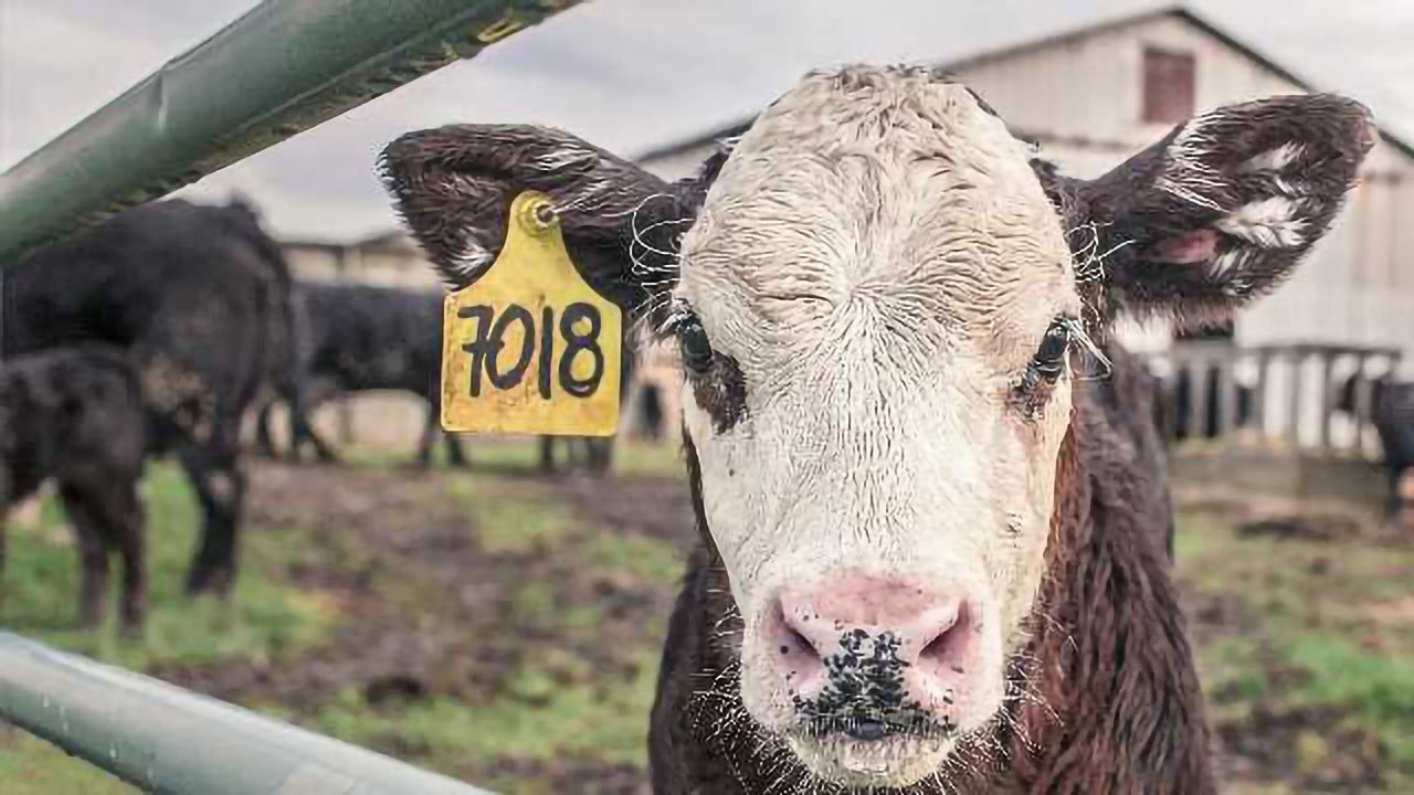 microRNAs Help in Battle for Healthy Cattle
