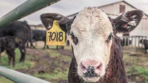 microRNAs Help in Battle for Healthy Cattle