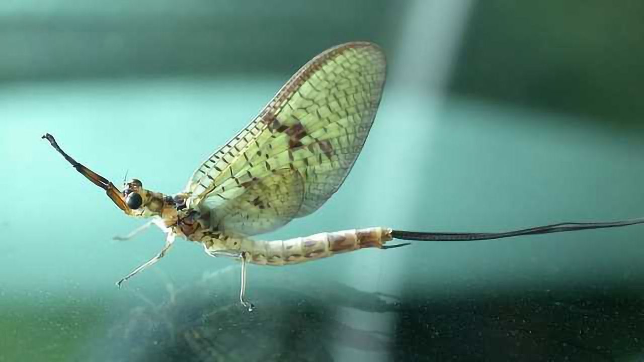 Plastic Pollution Spread Inside Flying Insects