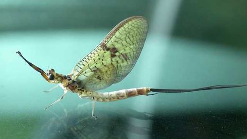 Plastic Pollution Spread Inside Flying Insects