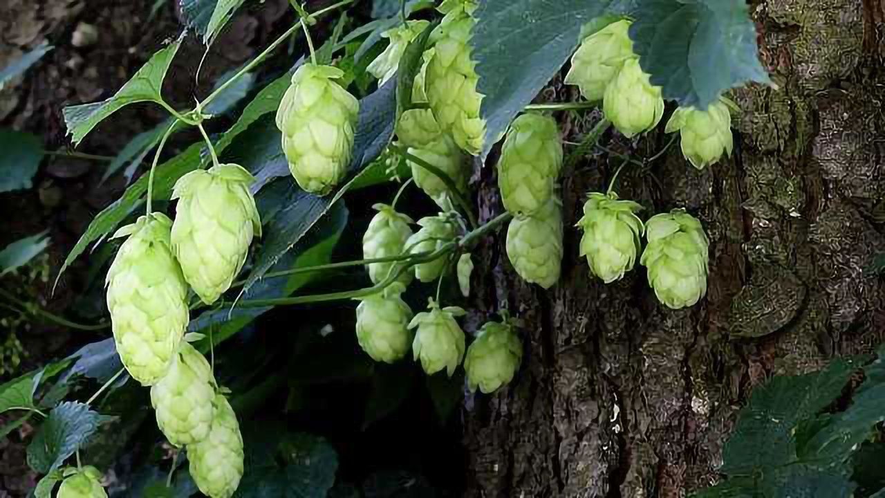Hoppy Beer Without the Nasty Surprise